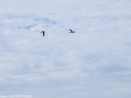 IMGP0382